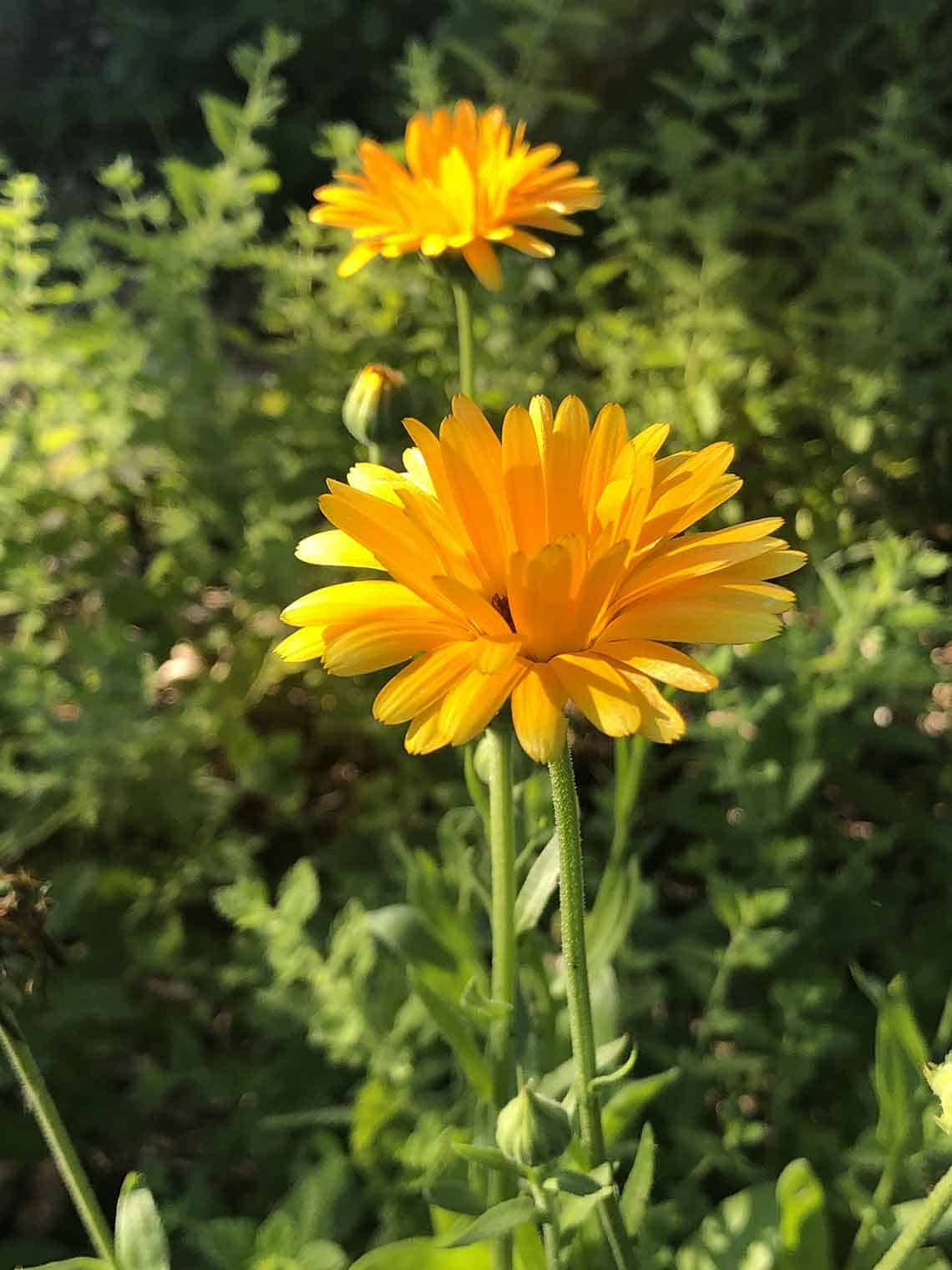 fleurs orange